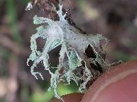 Ramalina canariensis image