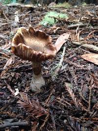 Armillaria mellea image