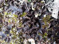 Image of Peltigera collina