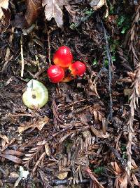 Hygrocybe coccinea image