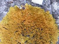 Xanthoria parietina var. parietina image