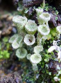 Cladonia fimbriata image