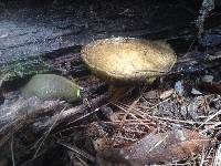 Suillus fuscotomentosus image