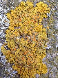 Xanthoria parietina var. parietina image