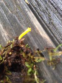 Calocera viscosa image