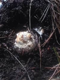 Amanita muscaria image