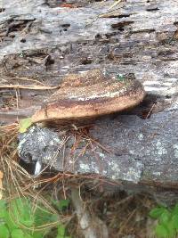 Fomitopsis pinicola image