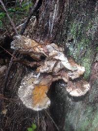 Laetiporus gilbertsonii image