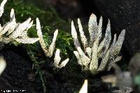 Xylaria hypoxylon image