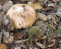 Amanita velosa image