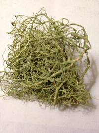 Usnea subfloridana image