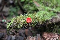 Sarcoscypha coccinea image