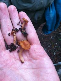 Lactarius rubidus image