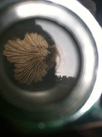 Schizophyllum commune image