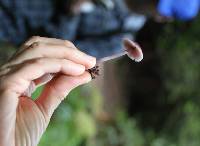 Mycena pura image