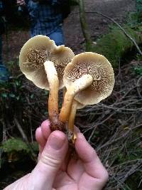 Hypholoma fasciculare image