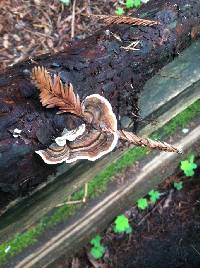 Trametes versicolor image