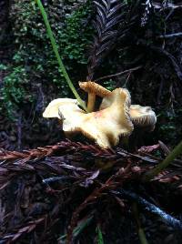 Hypholoma fasciculare image