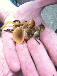 Hygrocybe psittacina var. psittacina image