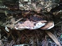 Ganoderma applanatum image