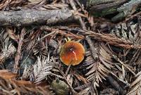 Hygrocybe psittacina var. psittacina image