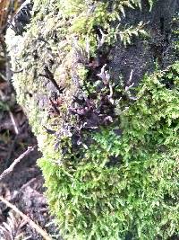 Xylaria hypoxylon image