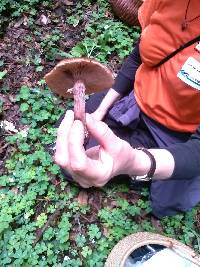 Armillaria mellea image