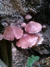 Mycena haematopus image