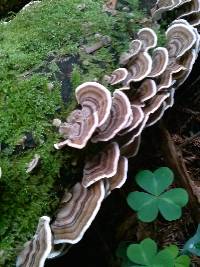 Trametes versicolor image