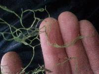 Ramalina menziesii image