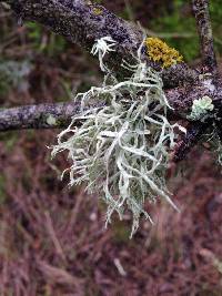 Ramalina farinacea image