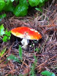 Amanita muscaria image