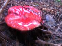 Amanita muscaria image