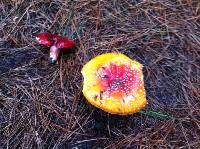 Amanita muscaria image