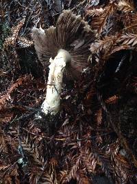 Agaricus subrutilescens image