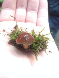 Hygrocybe psittacina var. psittacina image