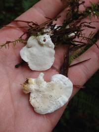 Image of Polyporus fragilis