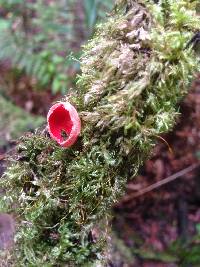 Sarcoscypha coccinea image