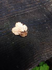 Schizophyllum commune image