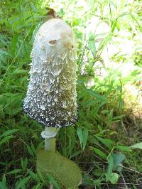 Coprinus comatus image