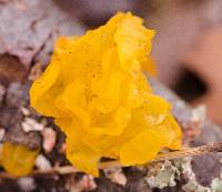 Tremella mesenterica image