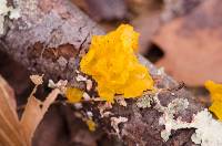 Tremella mesenterica image