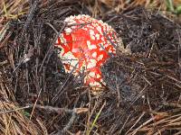 Amanita muscaria image