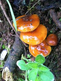 Flammulina velutipes image