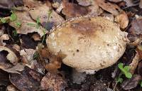 Amanita gemmata image