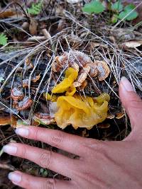 Tremella aurantia image