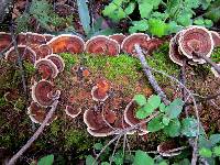 Trametes versicolor image