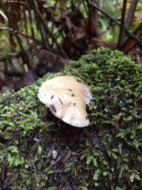 Crepidotus mollis image