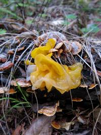 Tremella aurantia image