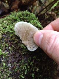 Crepidotus mollis image